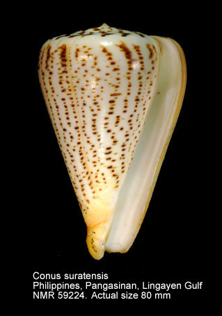Conus suratensis.jpg - Conus suratensisHwass,1792